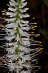 Culver's root